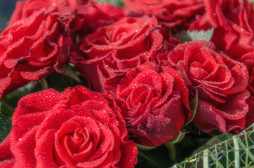 Red Roses