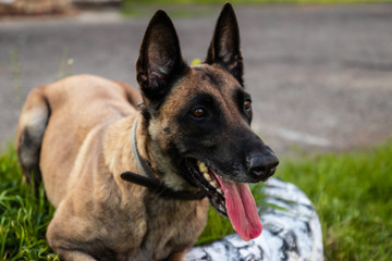 Dog Games. Belgian Shepherd lies on the grass and rests.