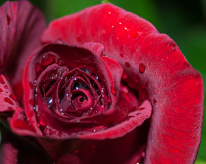 Natural bright roses background. Bright red rose for Valentine Day. Closeup, macro shot. Red rose flower. Close up of red roses and water drops. Roses in flower shop. A red rose bloom. Rose petals...