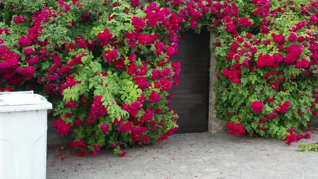 Red rose fence. Movement to the side. Trash can and wicket.