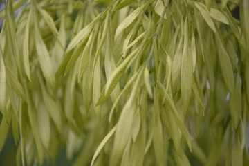 bright green earrings on trees