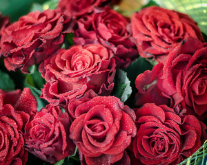 Red Roses