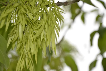 bright green earrings on trees