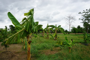 plantation of palm trees