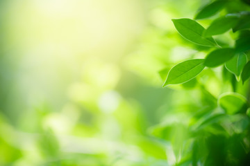 Nature of green leaf in garden at summer. Natural green leaves plants using as spring background cover page greenery environment ecology wallpaper