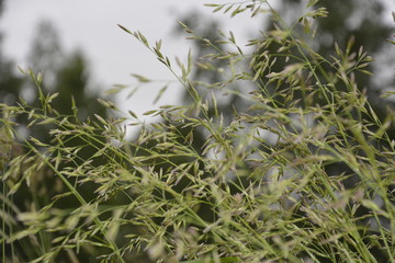 green weed grass in cloudy weather