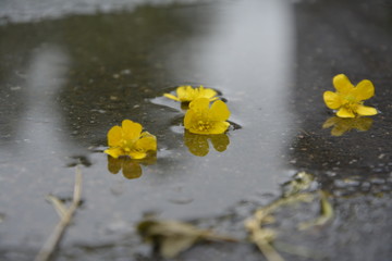 yellow flower on water