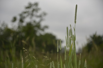 green weed grass in cloudy weather