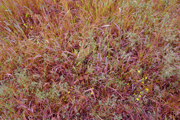 red weed grass in the field