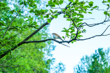 oiseau sur une branche