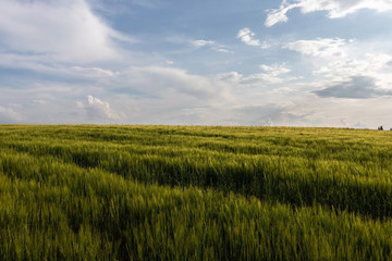 Obraz premium The field of green oats is enlightened by the evening sun under the blue sky with white, shining clouds.
