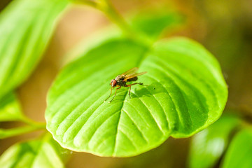 insecte sur une feuille