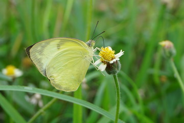 yellow fly 