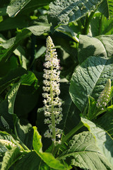 Fototapeta premium white flowers of asclepias syriaca plant