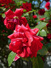 Rose bush with green leafs