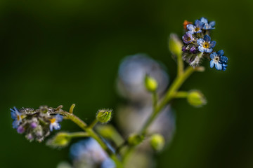 Myosotis on dark background.