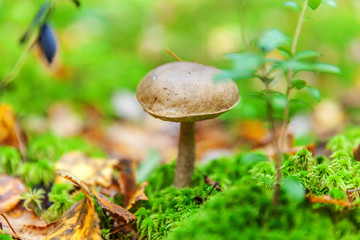 Edible small mushroom with brown cap Penny Bun leccinum in moss autumn forest background. Fungus in the natural environment. Big mushroom macro close up. Inspirational natural summer or fall landscape