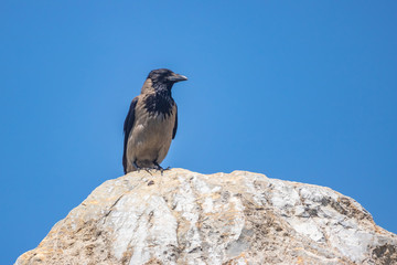 A crow stands on a rock against a blue sky.