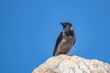 A crow stands on a rock against a blue sky.