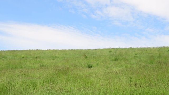 風に揺れる草原の風景 / 北海道　美瑛町のイメージ　4K