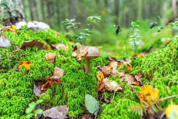 Edible small mushroom with brown cap Penny Bun leccinum in moss autumn forest background. Fungus in the natural environment. Big mushroom macro close up. Inspirational natural summer or fall landscape