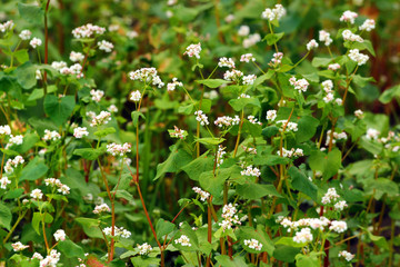 Buckwheat flowers, summer rural background