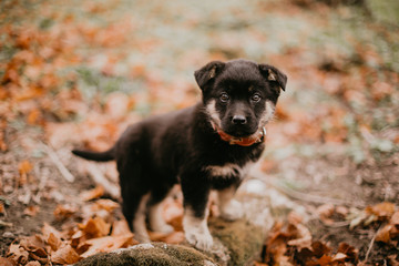 Little puppy walks in autumn