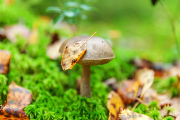 Edible small mushroom with brown cap Penny Bun leccinum in moss autumn forest background. Fungus in the natural environment. Big mushroom macro close up. Inspirational natural summer or fall landscape