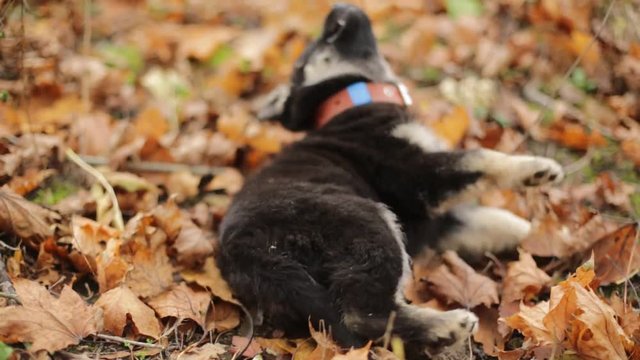 Little puppy walks in autumn