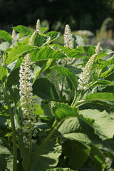 white flowers of asclepias syriaca plant
