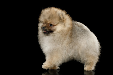 Groomed miniature Pomeranian Spitz puppy Standing on black isolated background, side view