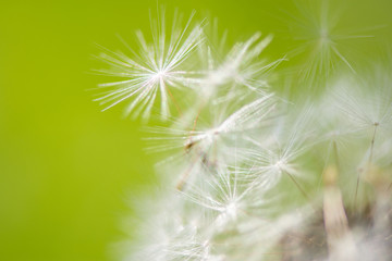 Macro photo of white dandelion in summer