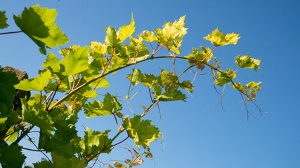 Branch of grapes against the blue sky. Grape leaves