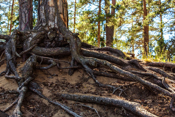 Roots of a large tree