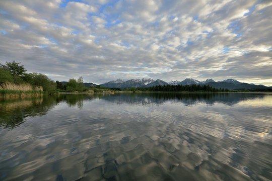 See the little christmas tree lyrics