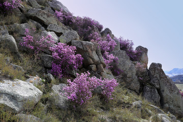 Colorful bush of a rhododendron