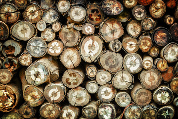 Reuse and Recycle on Cross Section Trees on wood pile, Reuse and Recycle every things as we can for our world concept