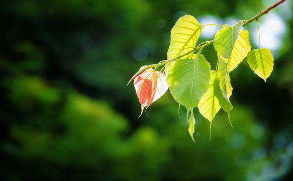 Bodhi leaves background in sun light abd dark background, also known as Pipal leaves and Bo leaves