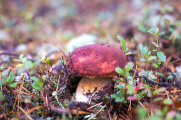 big white mushroom grows in the Northern forests of Russia in autumn,blurred background