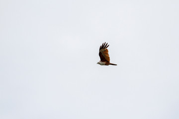 Red eagle fly on the sky in nature at thailand