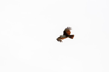 Plakat Red eagle fly on the sky in nature at thailand