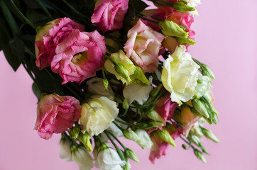 Close-up of very beautiful pink and white flowers on the soft pink background. Bouquet of fresh perfect eustoma. Springtime and summer concept. Space for text. 