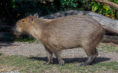 Capybara on the lawn. The biggest modern rodent. Latin name - Hydrochoerus hydrochaeris