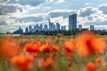 Skyline von Frankfurt am Main mit Mohnblumenfeld im Vordergrund © helmutvogler