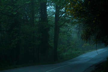 road in the wood