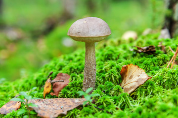 Edible small mushroom with brown cap Penny Bun leccinum in moss autumn forest background. Fungus in the natural environment. Big mushroom macro close up. Inspirational natural summer or fall landscape
