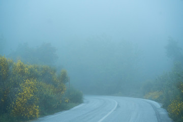 yellow in the bushes