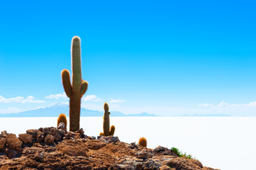 Big green cactuses on Incahuasi island, Salar de Uyuni salt flat, Altiplano, Bolivia. Landscapes of...