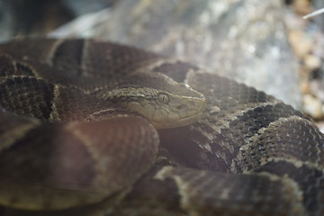 snake on rock