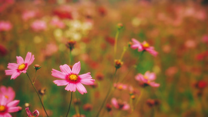 The cosmos flowers in fleld are blooming in the morning.